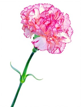 康乃馨卡通图片下载